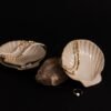 Venus Shell Jewelry Dish
